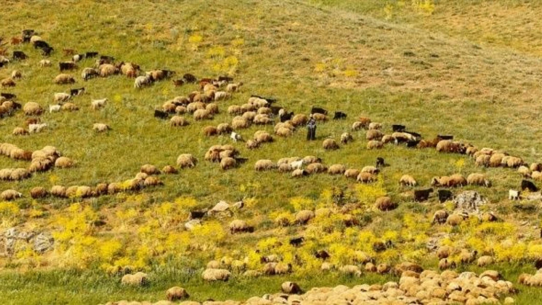 Huzurun sağlandığı yayla besicilerin gözdesi oldu