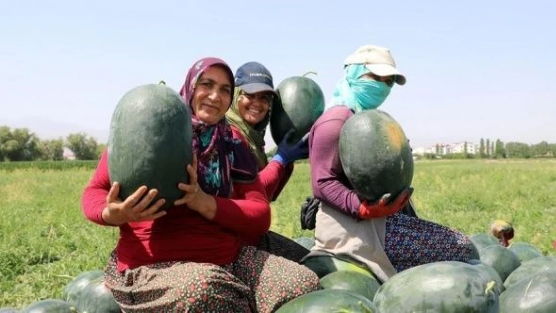 Iğdır karpuzunda rekor rekolte beklentisi!