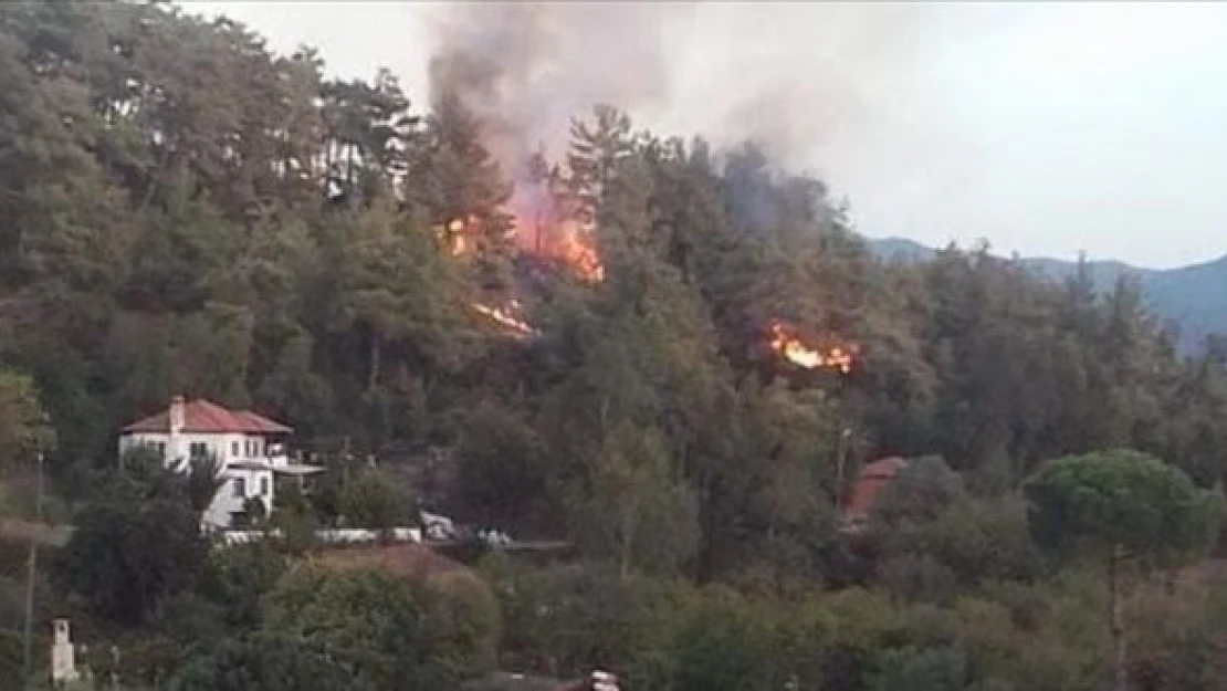 Muğla Ula'da orman yangını başladı