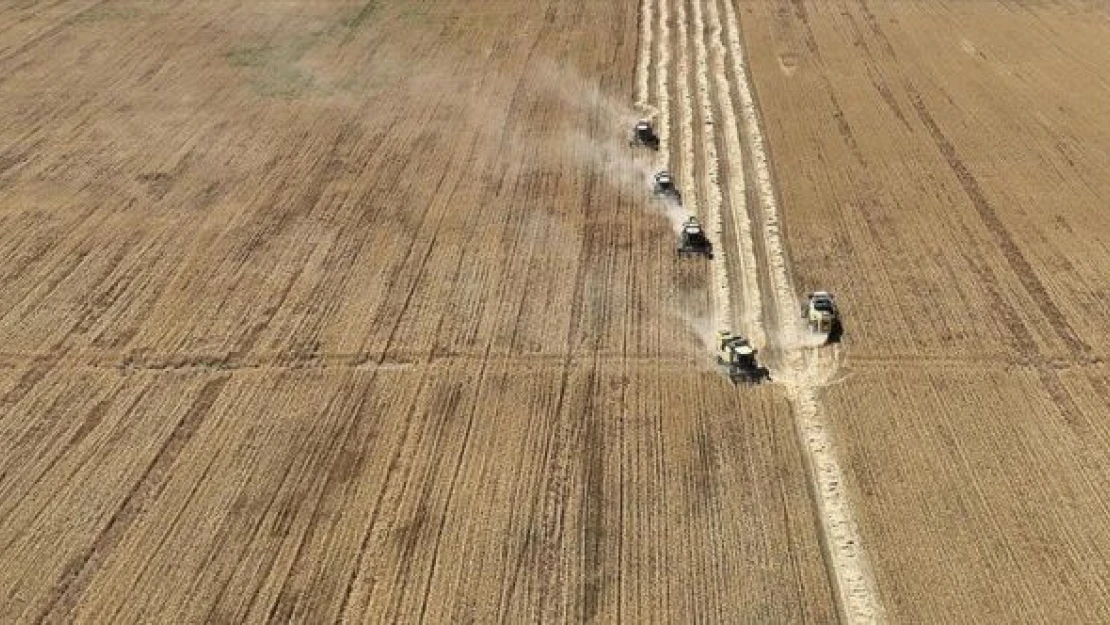 Türkiye'de kuraklığa dayanıklı çavdar üretildi