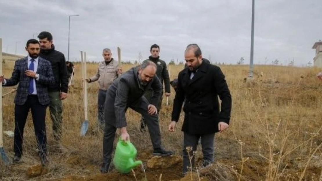 Bayburt'ta 300 sarıçam fidanı toprakla buluştu