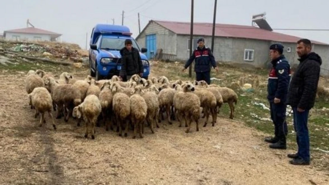 Malatya'da kayıp koyunlar dron ile bulundu