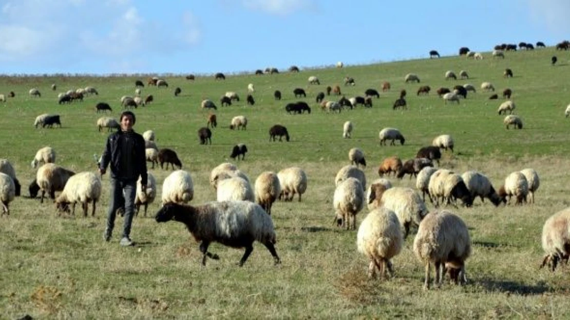 Muş'ta sıcak hava besicileri sevindirdi