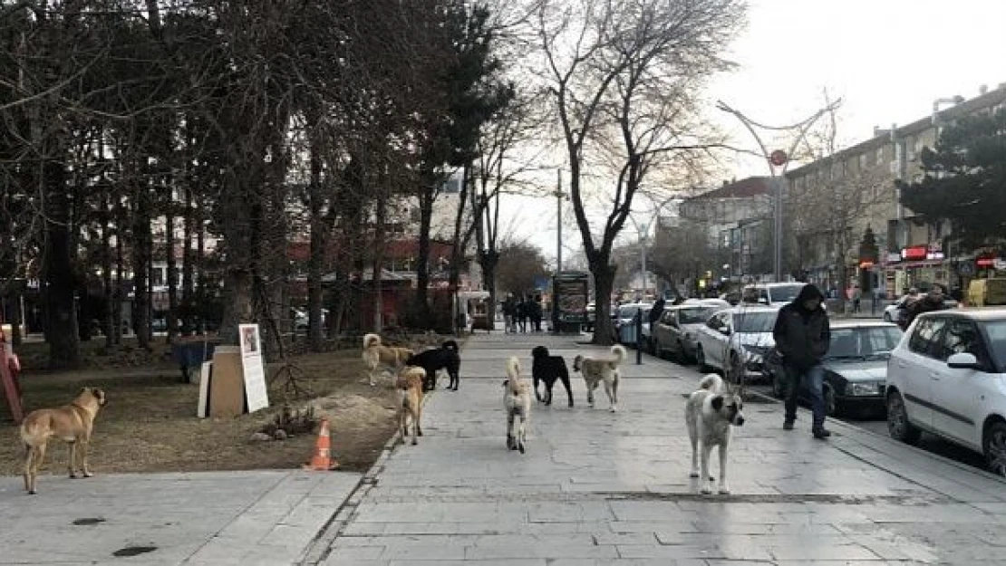 Erzincan'da dehşete düşüren iddia!