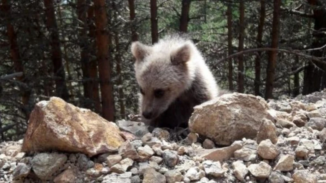 Munzur dağı eteklerinde çoban köpekleri ayıyı kovaladı