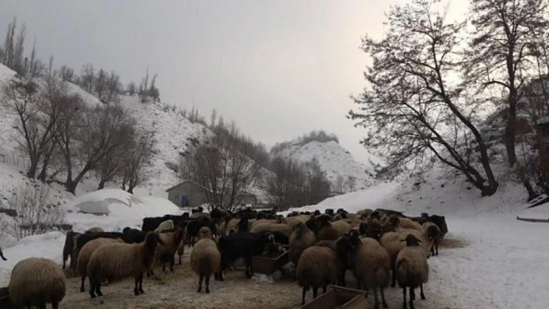 Yağan kar çiftçiyi sevindirdi