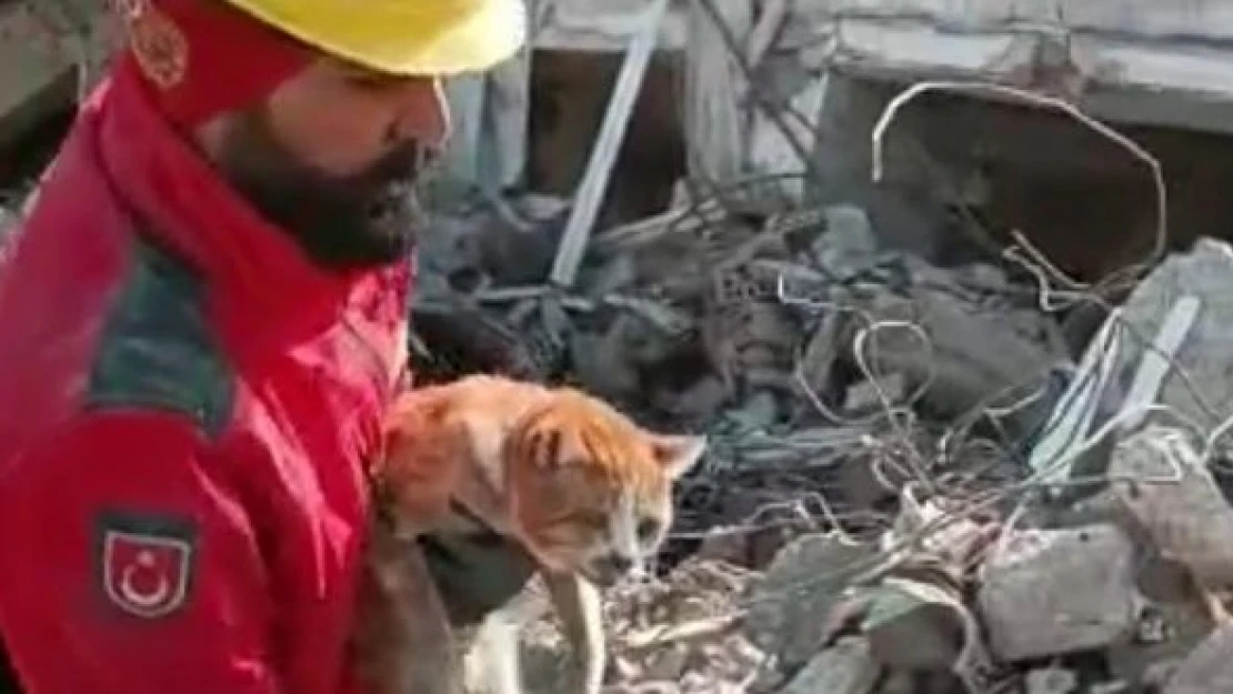 Depremden 10 gün sonra enkaz altından kedi çıkarıldı