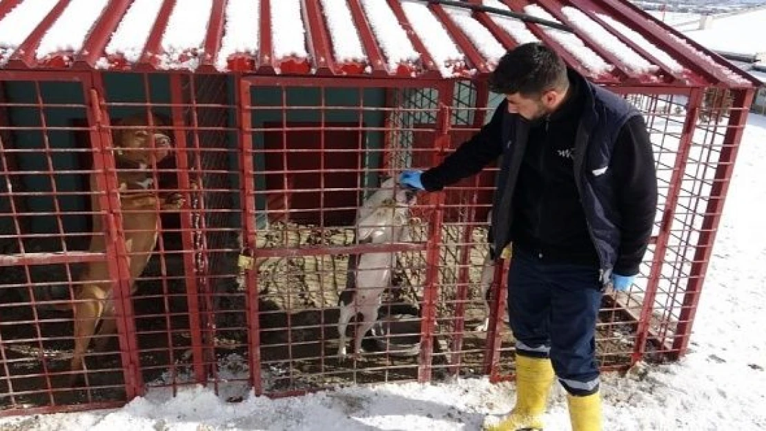 Emir Mete'nin ölümüne neden olan köpek barınakta tutuluyor