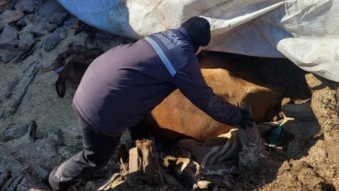 Enkazda ayakları sıkışan inek sağ çıkarıldı