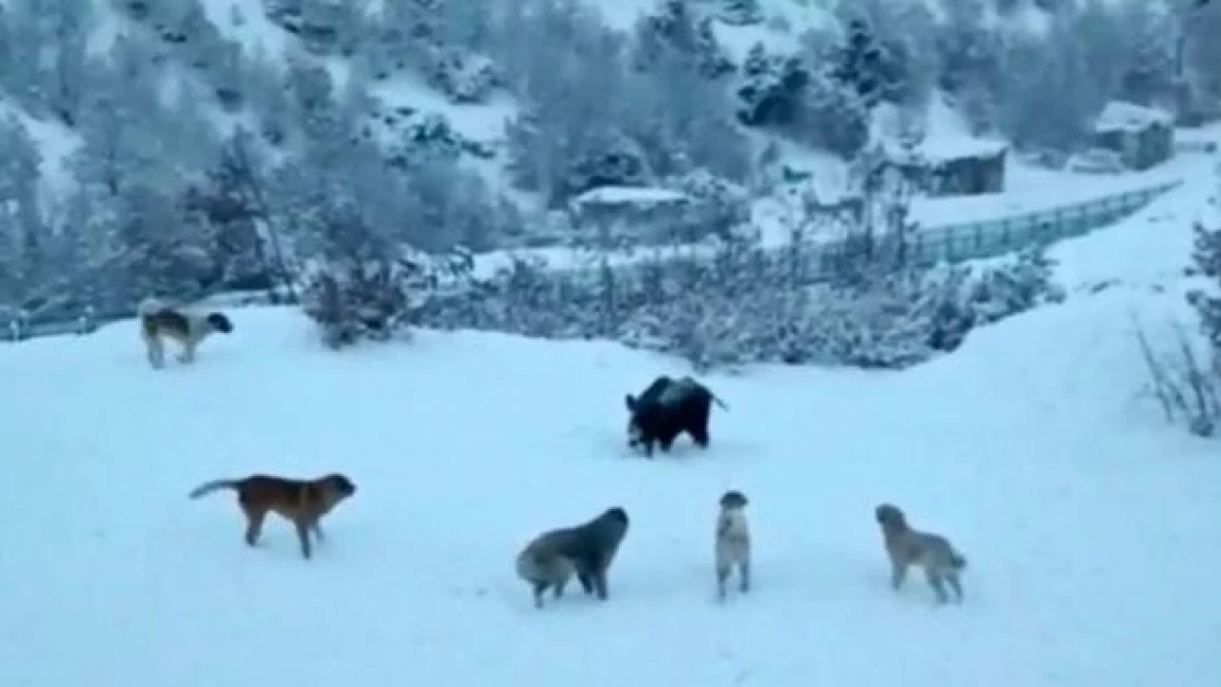 Tunceli'de domuzlar ve köpekler site bahçesini paylaşamadı