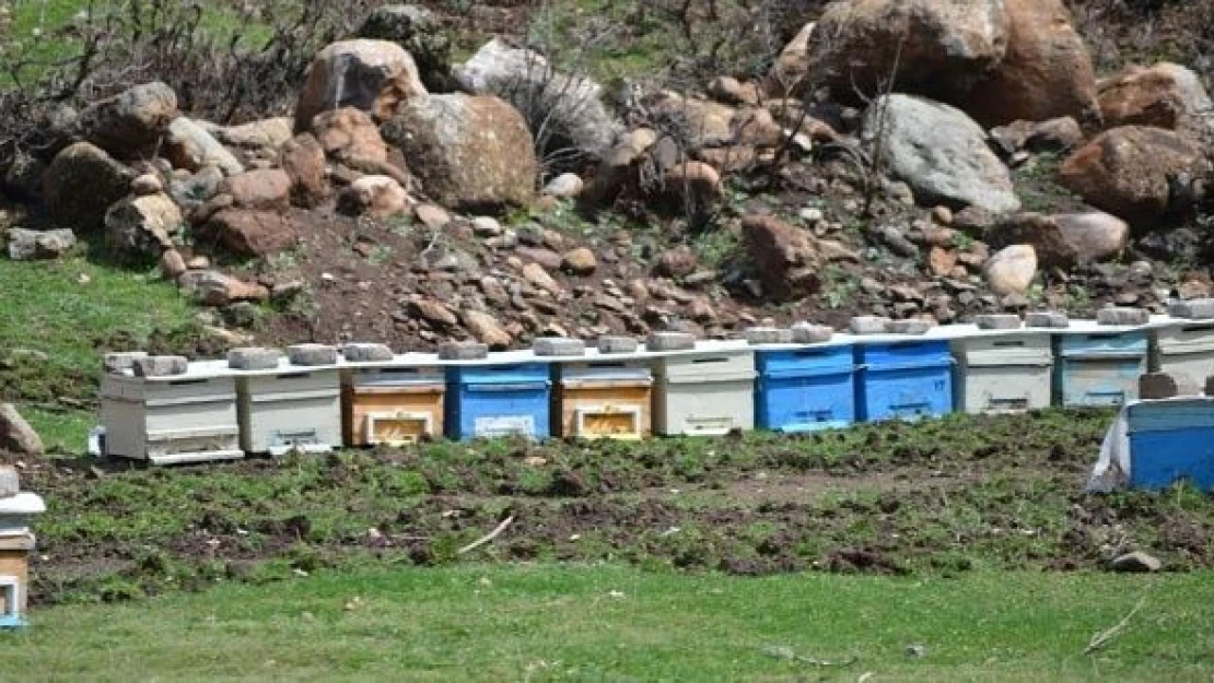 Domuz sürüsü karnını doyurmak için arı kovanlarına yöneldi