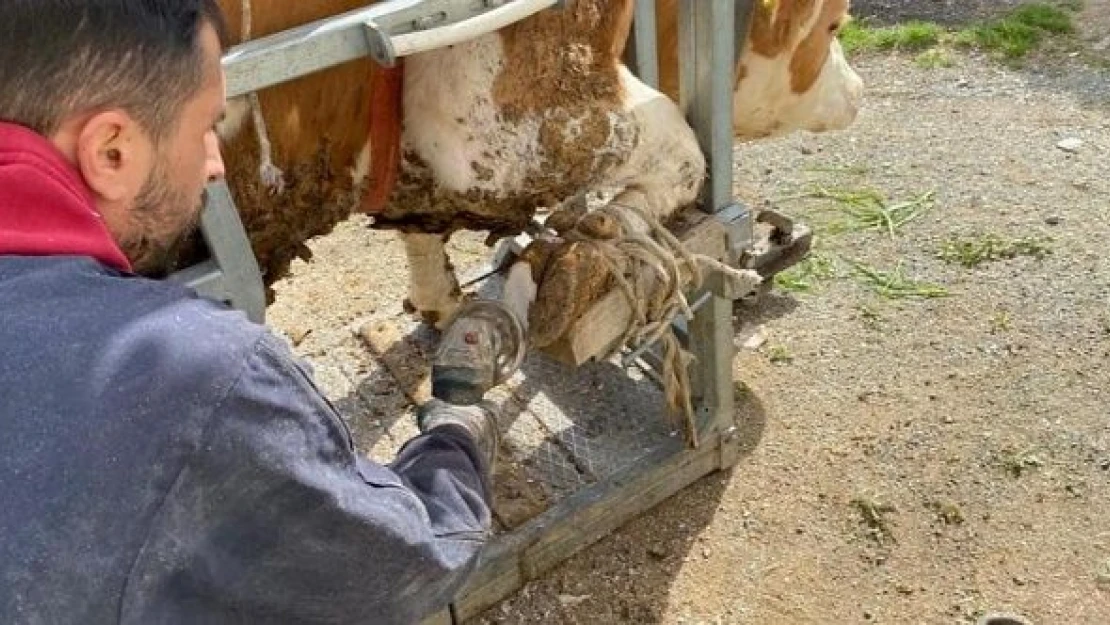 Elazığ'da hizmette sınır yok... İneklere özel hizmet