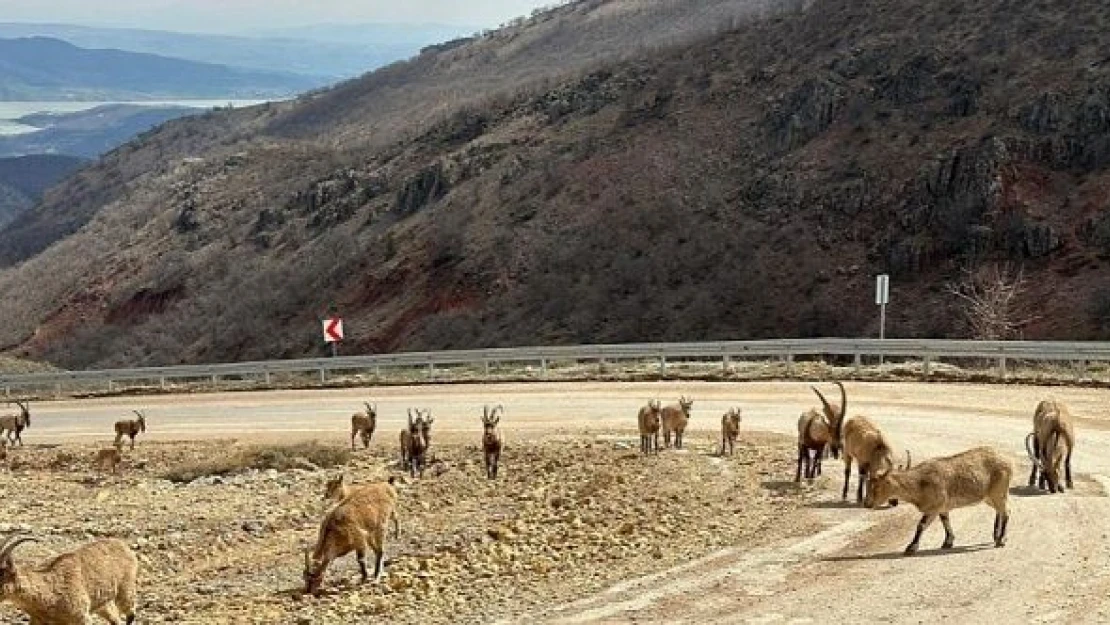 Kara yolunda görüntülendiler: Tuz için yola indiler