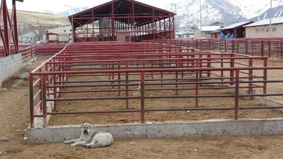 Şap tehlikesi Van'da yetkilileri harekete geçirdi