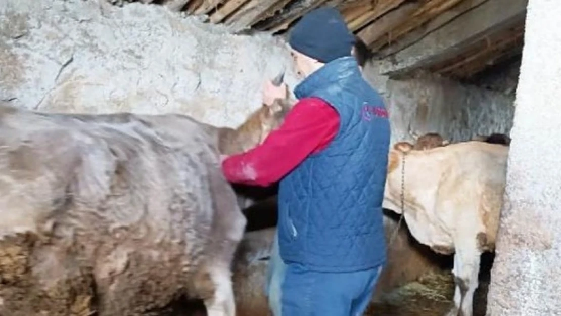 Bulanık'ta şapla mücadele sürüyor