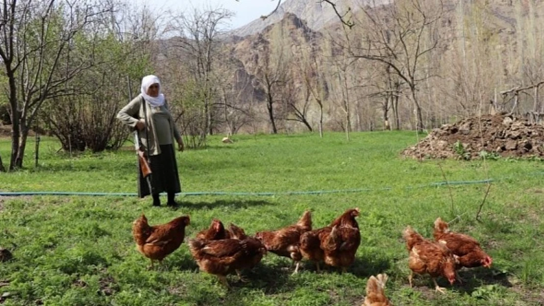 Her gün tüfeği omzunda tavuklarını koruyor