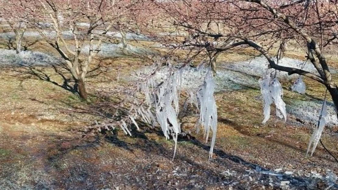 Malatya'da kayısılar zirai dondan etkilendi