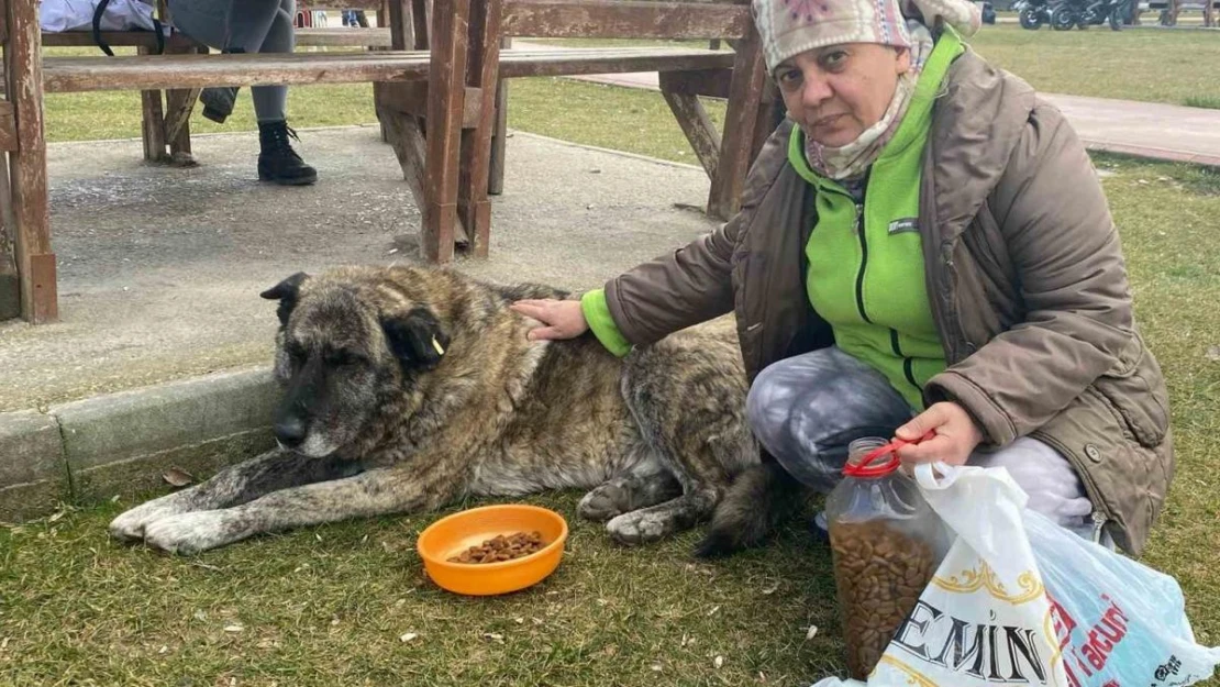 22 yıldır sokak hayvanlarını besliyor