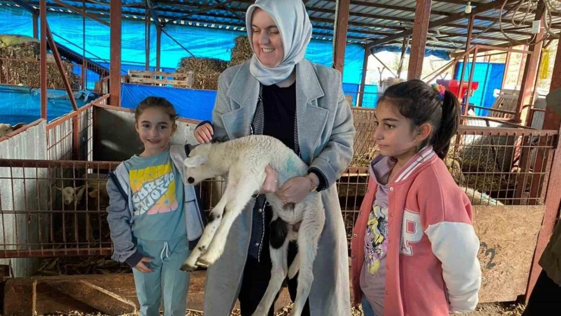 37 küçükbaş ile başladı şimdi 135 ulaştı