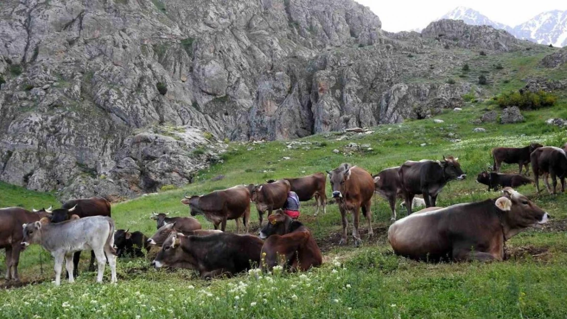 40 bin TL maaşla çoban bulamayınca çözümü nöbetleşmekte buldular