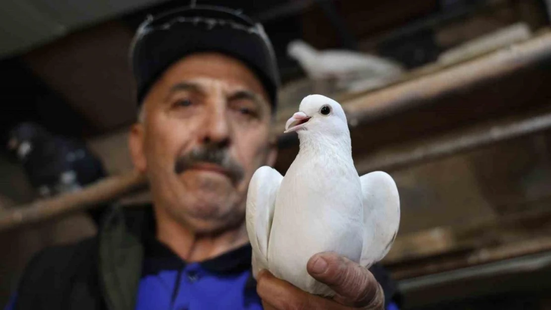 40 yıldır kumrularla çocuk gibi ilgileniyor