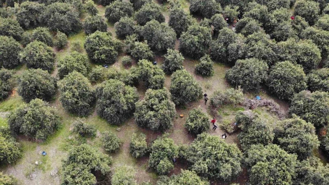 46 şehirden gelen 200 gönüllü enkaz kentte narenciye hasadında