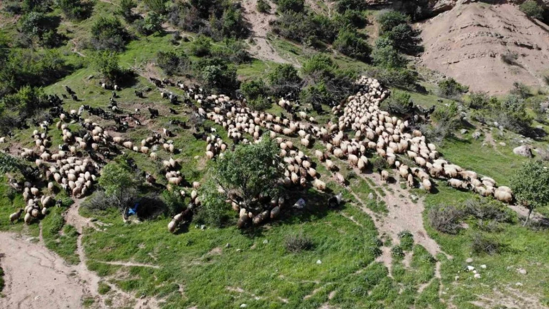 5 bin insan, 400 bin küçükbaş hayvanın zorlu yolcuğu başladı