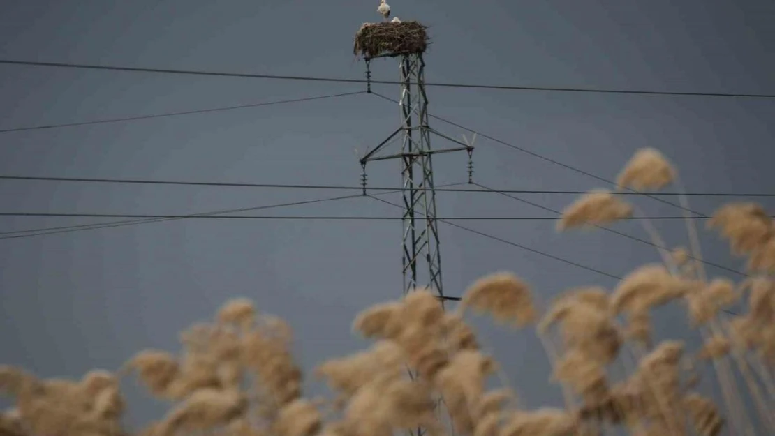 5 bin kilometre yol kat edip ata yurduna döndüler