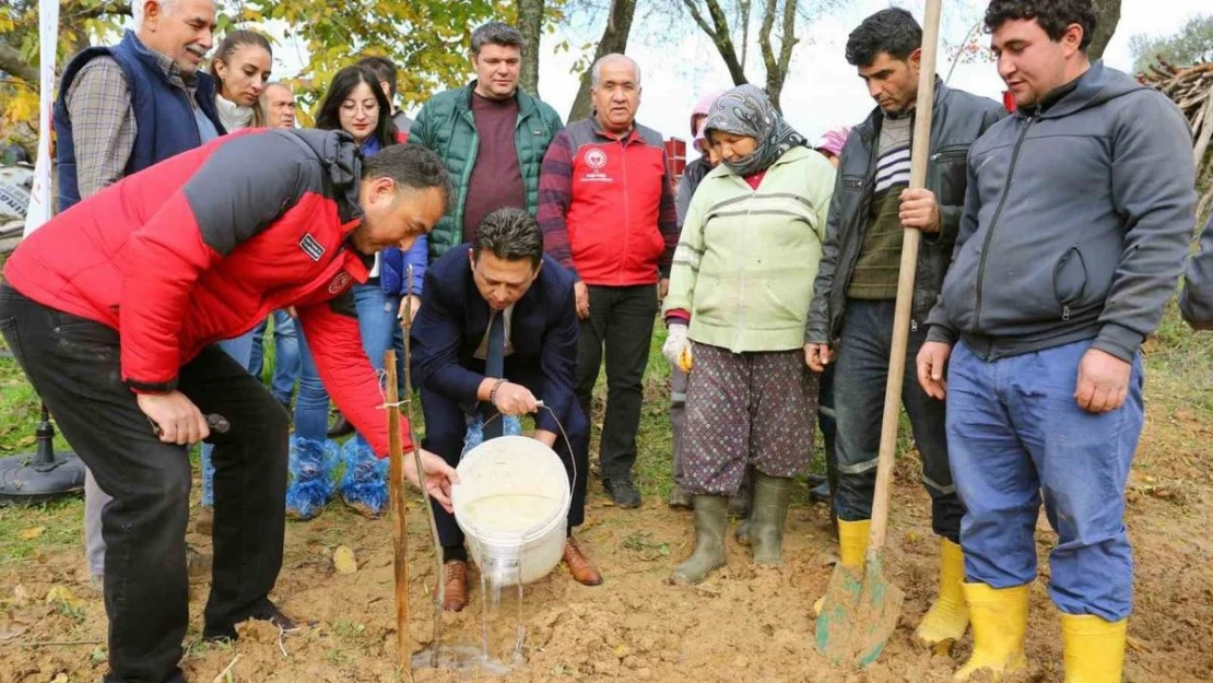 7 bin Kestane ve Trabzon Hurması fidanı dağıtıldı