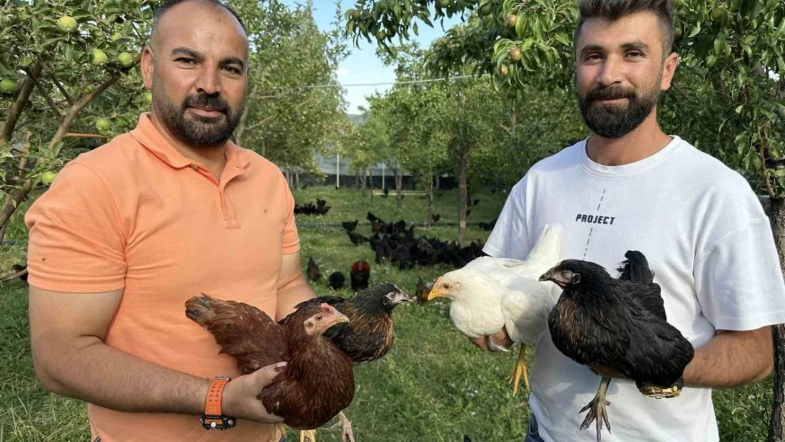 8 civcivle işe başlayan 4 öğretmen bin 200 tavuklu çiftlik kurdu