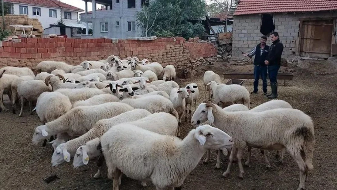 Acıpayam'ın 11 mahallesi çiçek karantinasına alındı