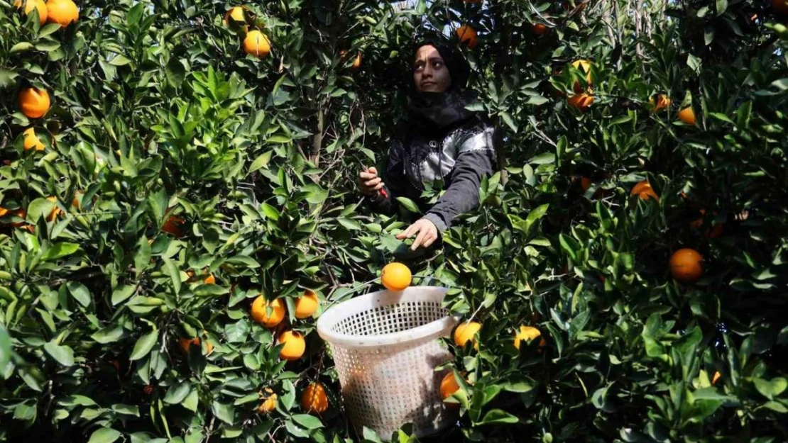 Adana'da yetişen portakallar dünyanın dört bir yanına ihraç ediliyor