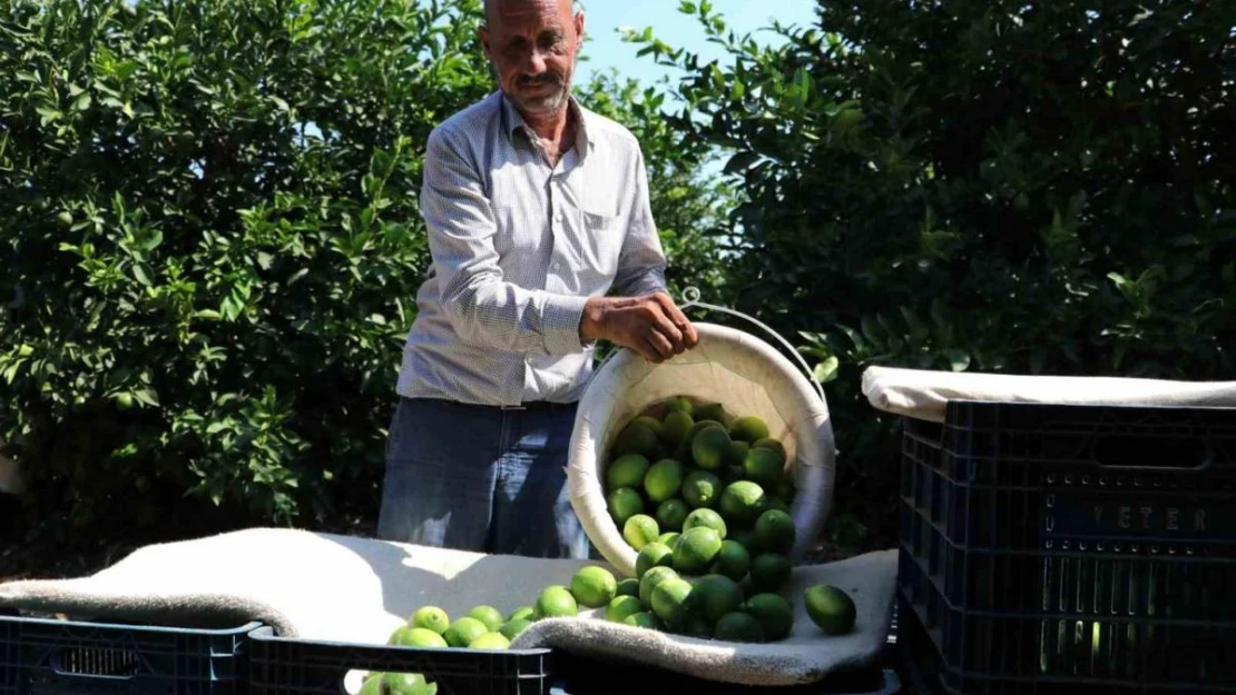 Adanalı çiftçiler yeşillenme hastalığına karşı teyakkuzda