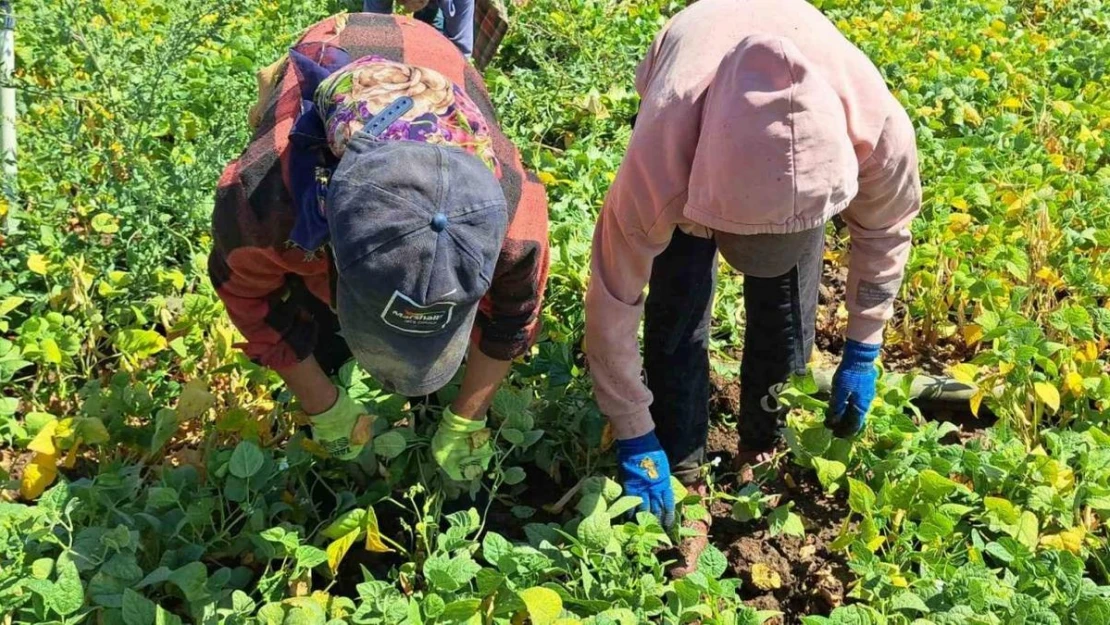 Adilcevaz'da kuru fasulye sökümü başladı