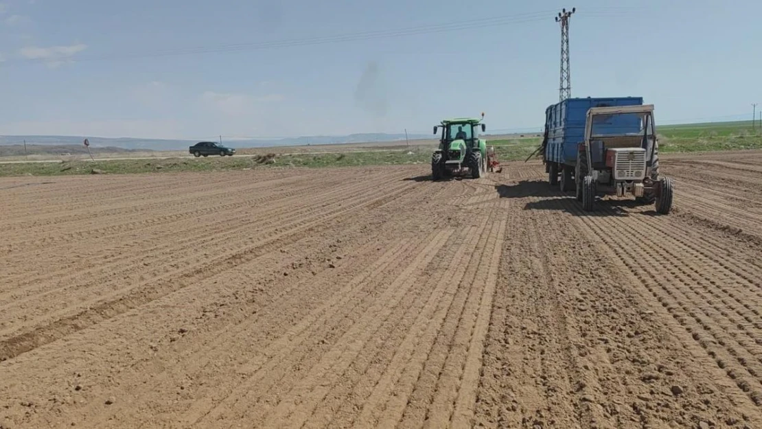 Adilcevaz'da şeker pancarı ekimine başlandı