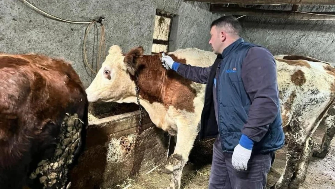 Afyonkarahisar'da hayvan hastalıklarıyla mücadele sürüyor