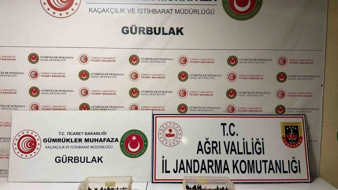 Ağrı'da 70 bin TL değerinde sülük ele geçirildi