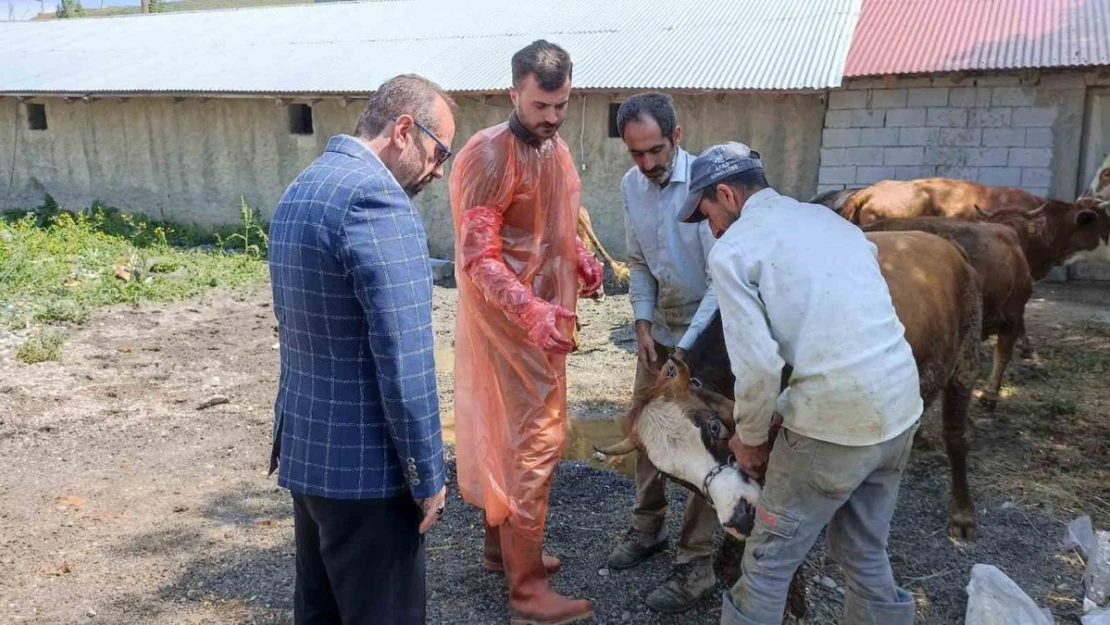 Ağrı'da 97 büyükbaş kurbanlık ihtiyaç sahiplerine ulaştırılacak