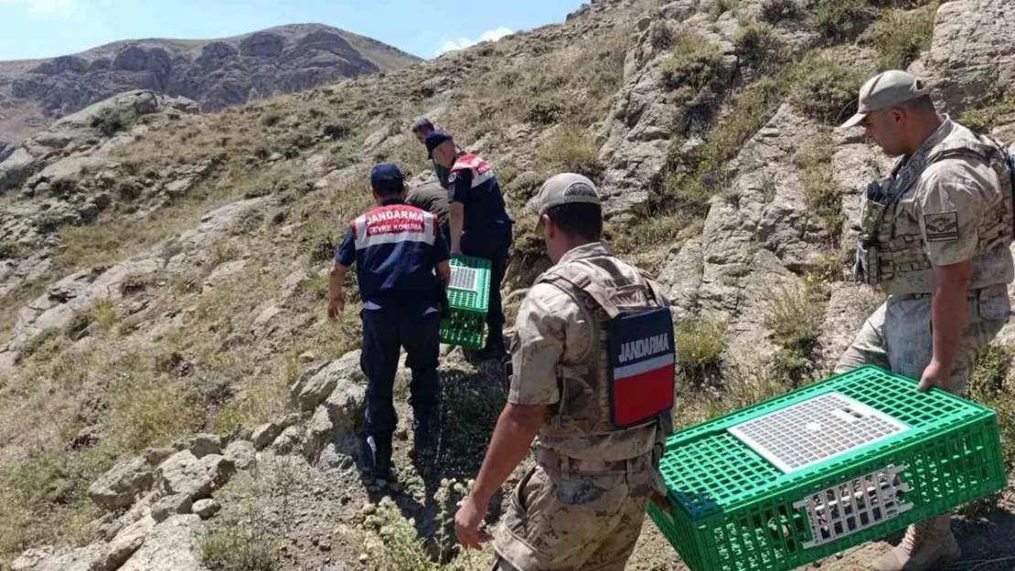 Ağrı'da keklikler doğaya salındı