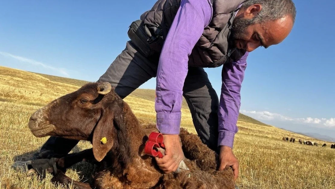 Ağrı'da koyun kırkma mesaisi başladı