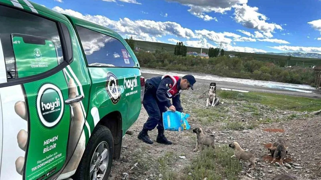 Ağrı'da sokak hayvanları unutulmadı