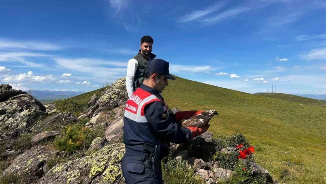 Ağrı'da tedavisi yapılan şahin doğaya salındı