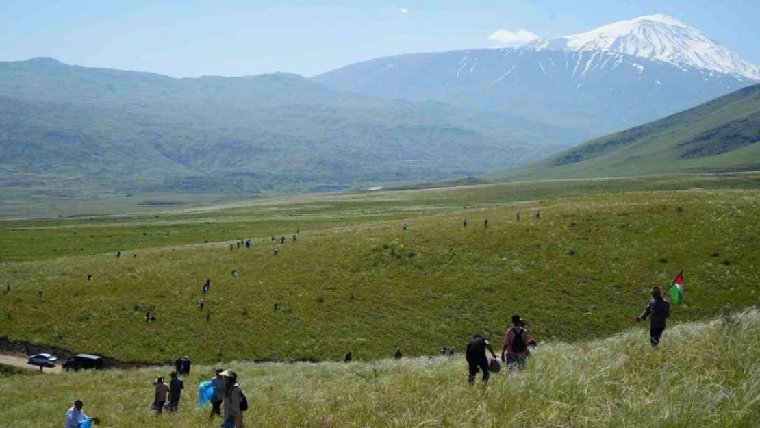 Ağrı Dağı eteklerinde toplanan bitkilerinden aromatik yağlar üretilecek