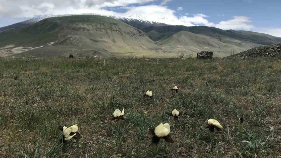 Ağrı Dağı eteklerinde yetişen 'kurt kulağı çiçeği' göz kamaştırıyor