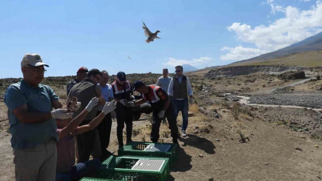 Ağrı Dağı Milli Parkı'na kınalı keklikler salındı