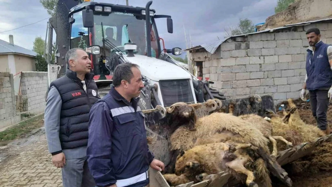 Ahıra girdiğinde 130 koyunu telef olmuş halde buldu