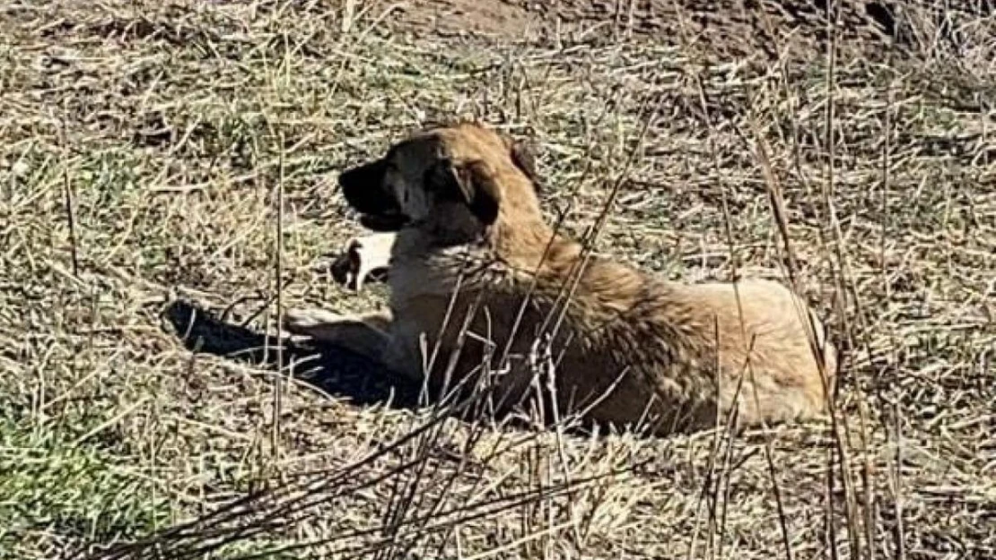 Ahıra giren başıboş köpekler 11 büyükbaş hayvanı telef etti