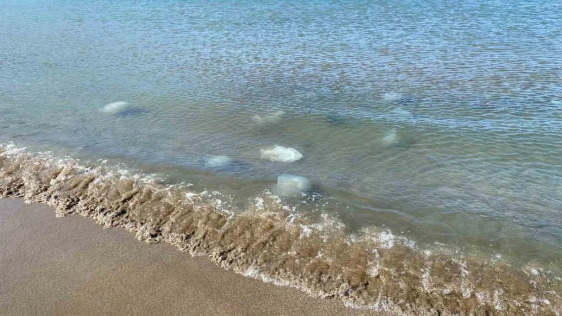 Akdeniz'in Hatay kıyılarında ölü denizanaları kıyıya vurdu