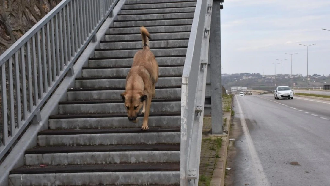 Akıllı köpekten üst geçit dersi