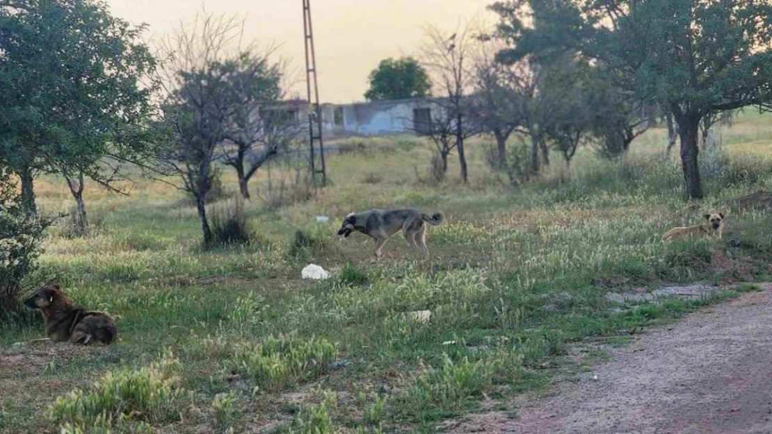 Akyurt'ta başıboş köpekler 4 koyunu telef etti